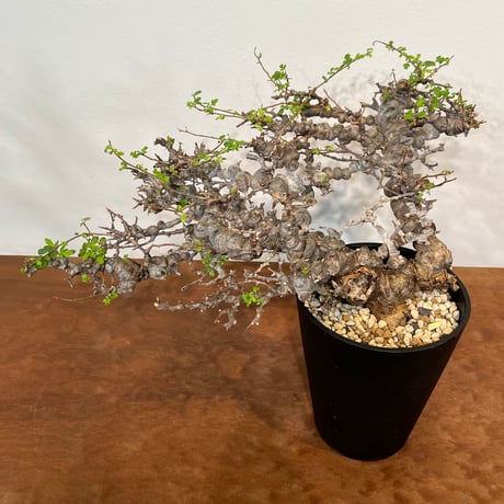 コミフォラ　エイル　枝　16本　枝挿しに コミフォラ エイル Commiphora sp. Eyl no.81628 |
