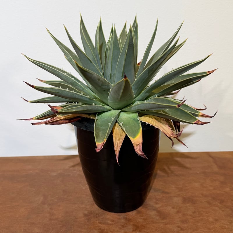 アロエ ポリフィラ 02 | MEGASHEEP