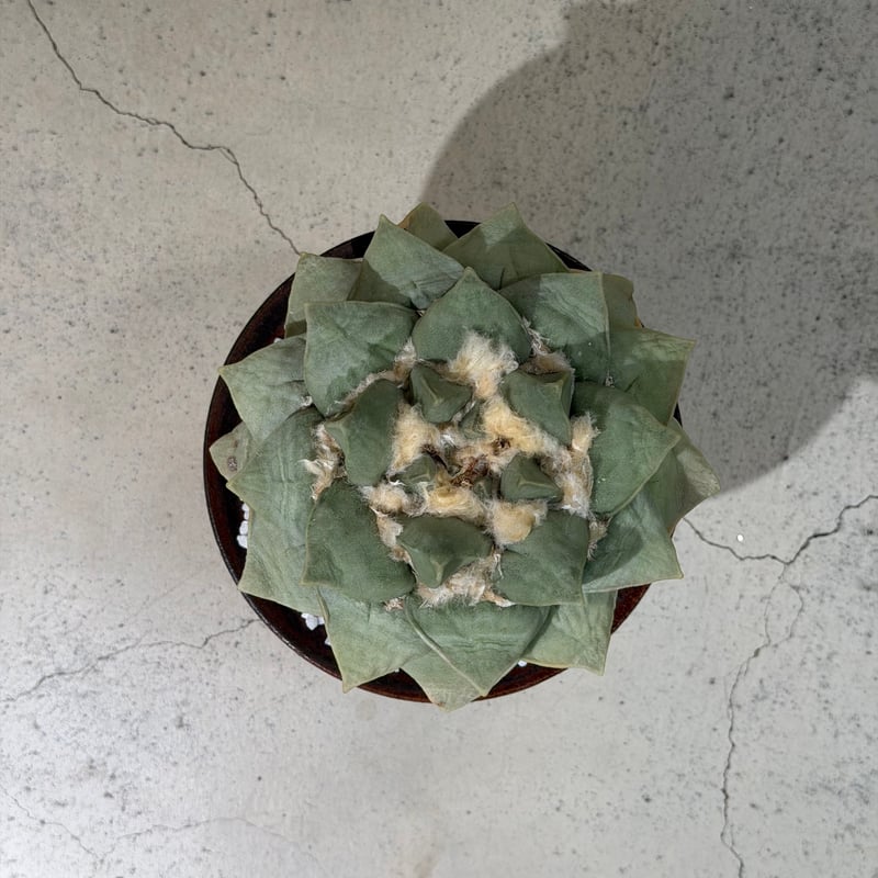 アリオカルプス 玉牡丹 yellow brown pot | MEGASHEEP