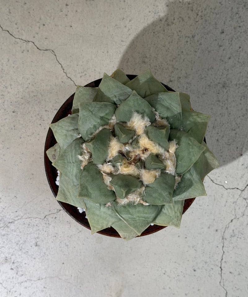 アリオカルプス 玉牡丹 yellow brown pot | MEGASHEEP