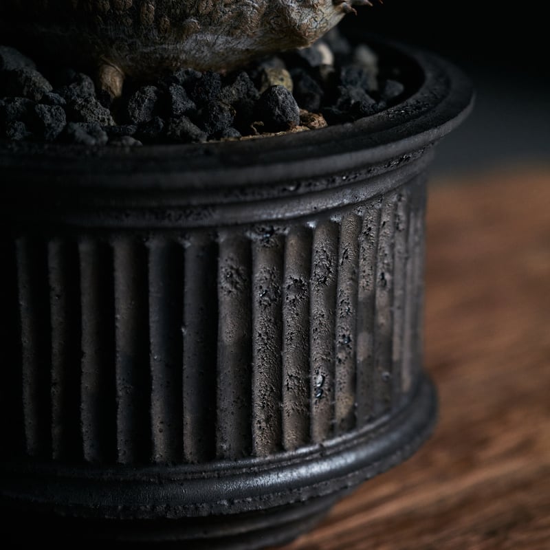 パキポディウムウィンゾリー × 小野瀬一 | MEGASHEEP