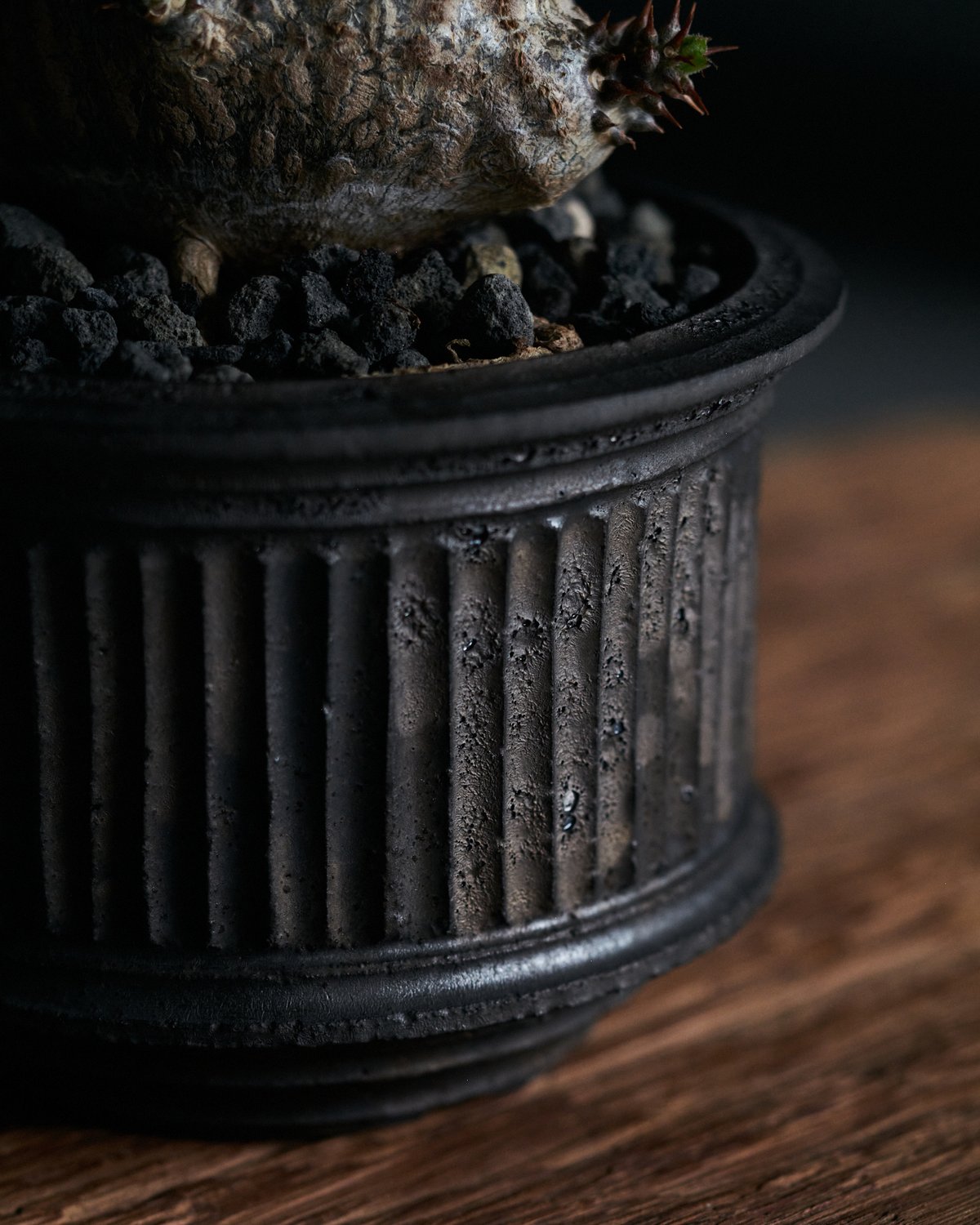 パキポディウムウィンゾリー × 小野瀬一 | MEGASHEEP