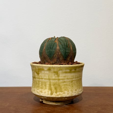 ユーフォルビアオベサ | STORES