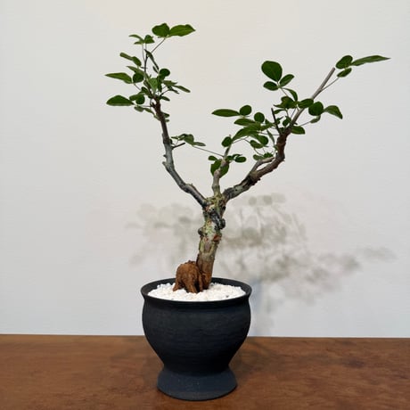 コミフォラ　カタフ　極小サイズ コミフォラ カタフターカネンシス ミニカタフ（極小）希少 | J.P