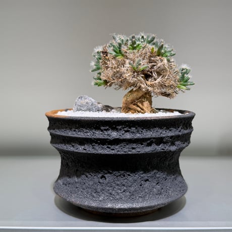 紫晃星 | STORES