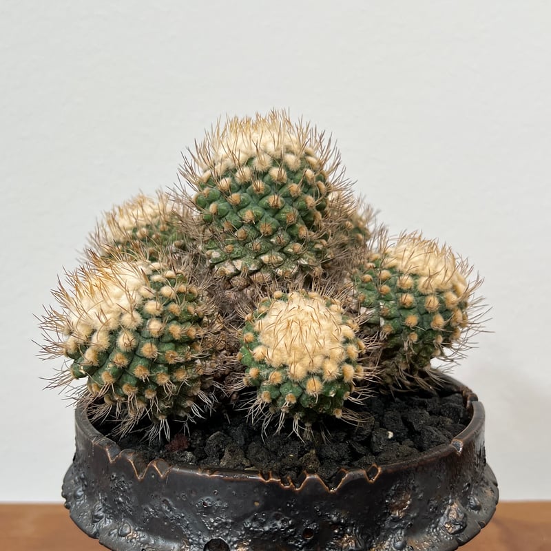 菊水　モンスト 菊水 モンスト 【公式通販】