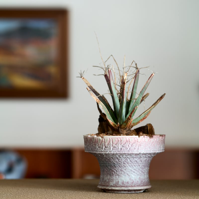 レウクテンベルギア プリンキピス 晃山 Pink pot | MEGASHEEP