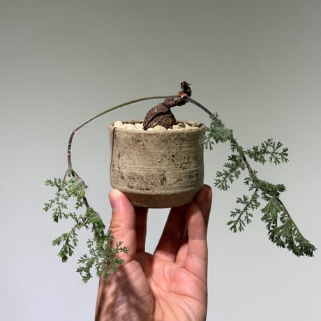 ペラルゴニウムトリステ | STORES