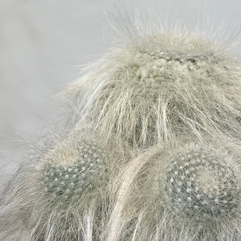 マミラリア穴原玉翁殿 群生 | MEGASHEEP