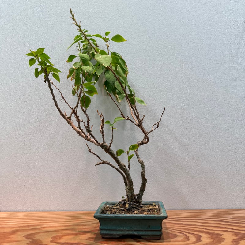 ブーゲンビリア盆栽　中品盆栽 ブーゲンビリア 盆栽 | MEGASHEEP