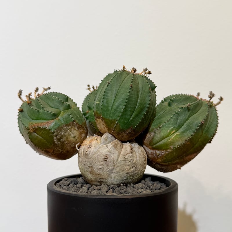 ユーフォルビア オベサ 梵天 斑入 モンスト 02 | MEGASHEEP