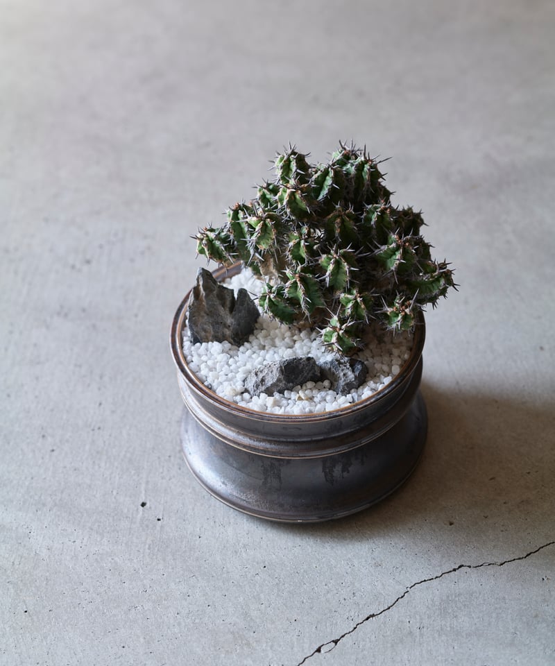 ユーフォルビア ミトリフォルミス silver gray pot | MEGASHEEP
