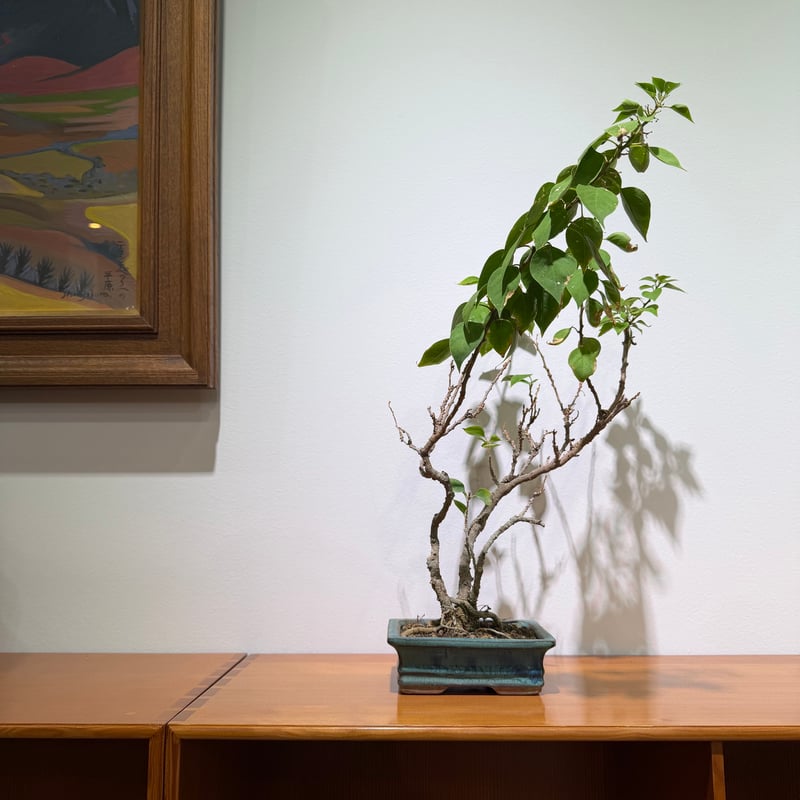 ブーゲンビリア 盆栽 | MEGASHEEP