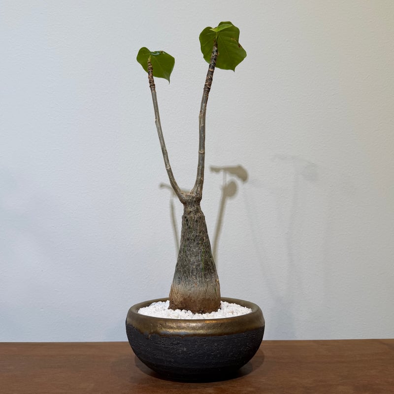 プセウド ボンバックス エリプティクム | MEGASHEEP