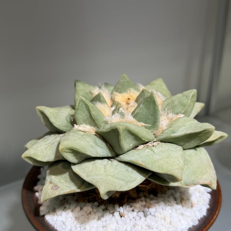 アリオカルプス 玉牡丹 yellow brown pot | MEGASHEEP