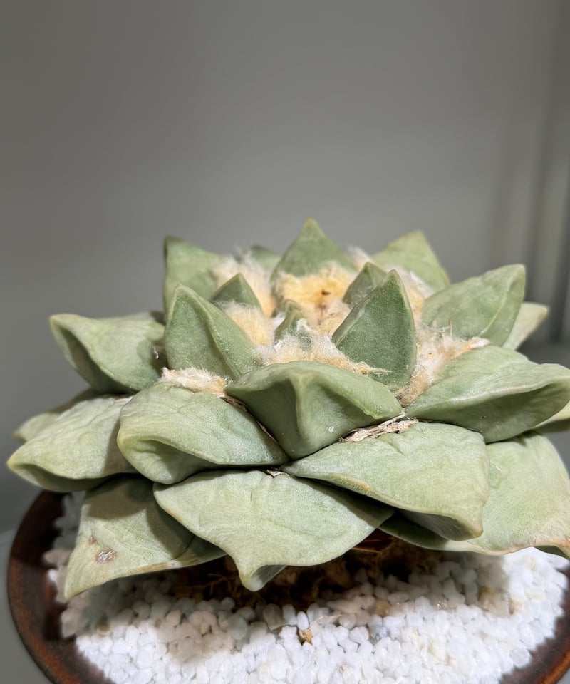 アリオカルプス 玉牡丹 yellow brown pot | MEGASHEEP