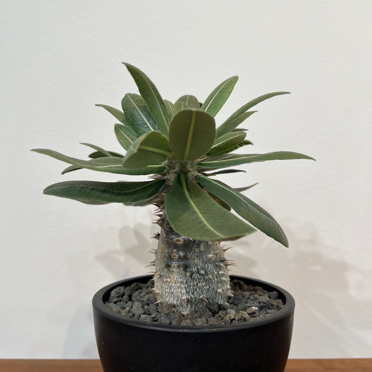 パキポディウムホロンベンセ | MEGASHEEP