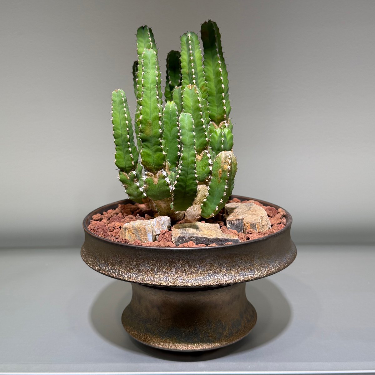 ユーフォルビア マカレンシス gold pot | MEGASHEEP