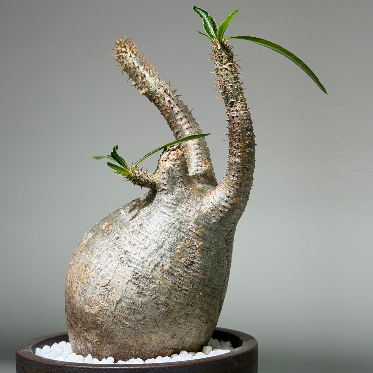 パキポディウム グラキリス Gray pot | MEGASHEEP