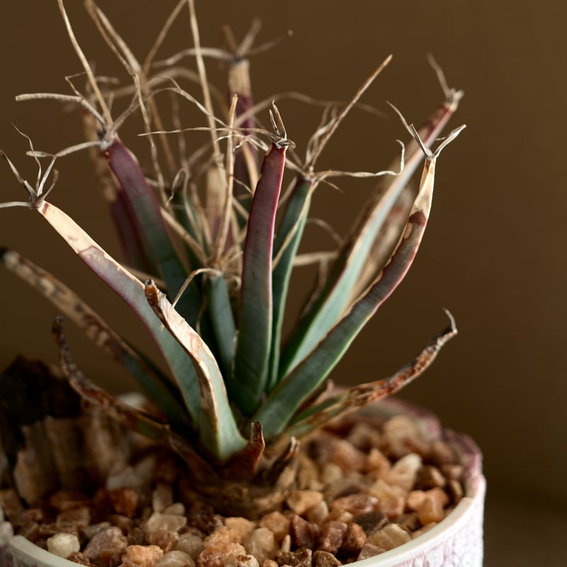 レウクテンベルギア プリンキピス 晃山 Pink pot | MEGASHEEP