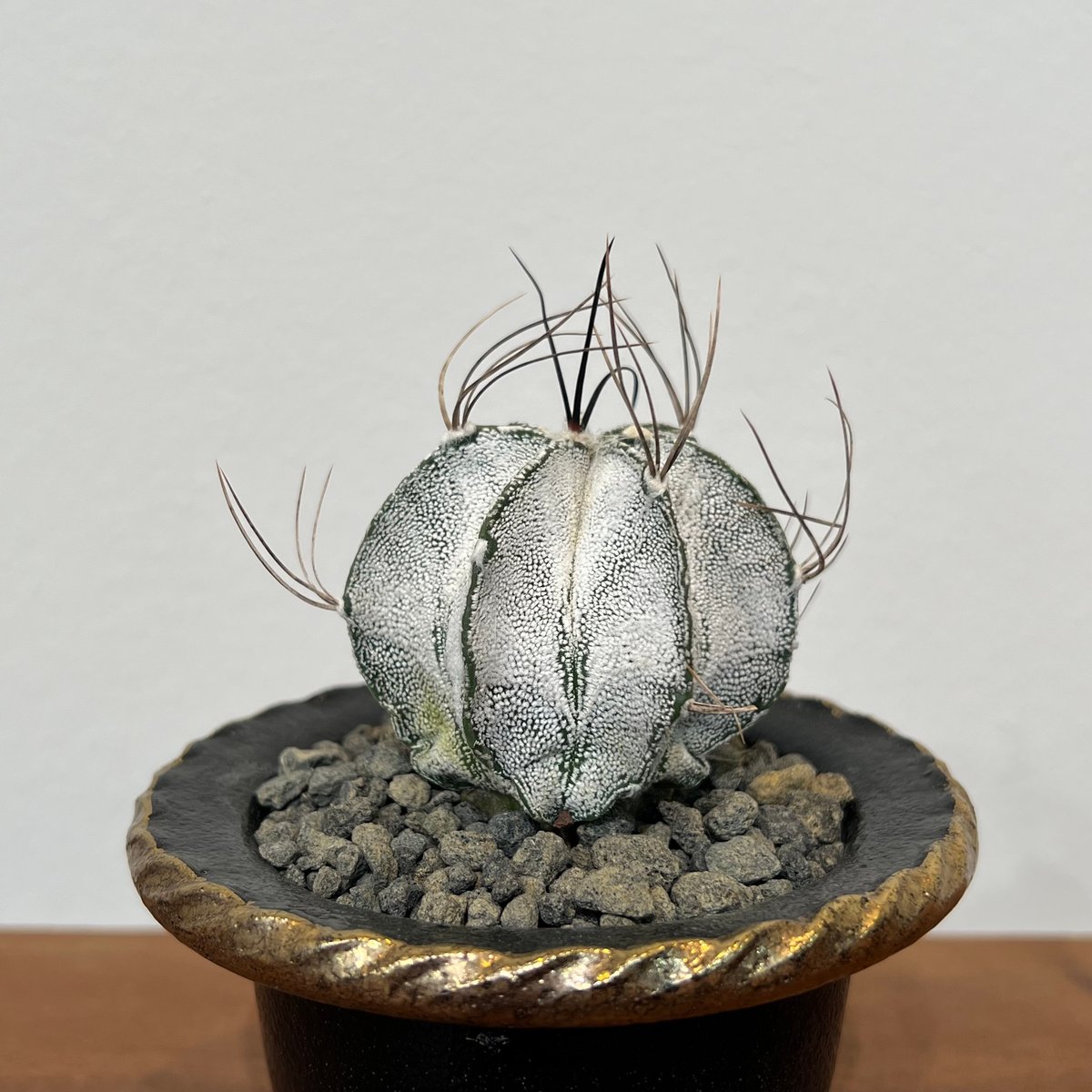 アストロフィツム特白瑞鳳玉 | MEGASHEEP