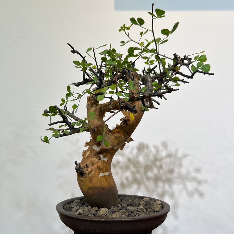 3 コミフォラ　カタフ　ピュア コミフォラ カタフ ピュア | MEGASHEEP