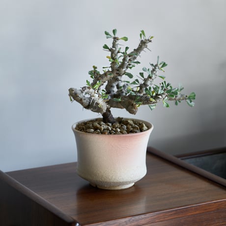 サルコカウロン・ムルチフィズム 良型陶器鉢付き サルコウカン | STORES