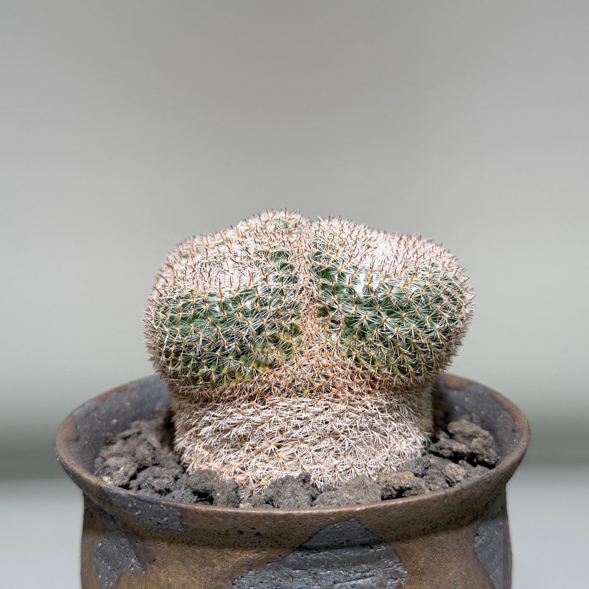 【美株】マミラリア 大福丸 国内実生 陶器鉢入 塊根植物 サボテン コーデックス マミラリア 大福丸 Gold gray pot | MEGASHEEP