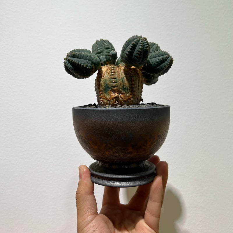 ユーフォルビアオベサブロウ 雌株 | MEGASHEEP