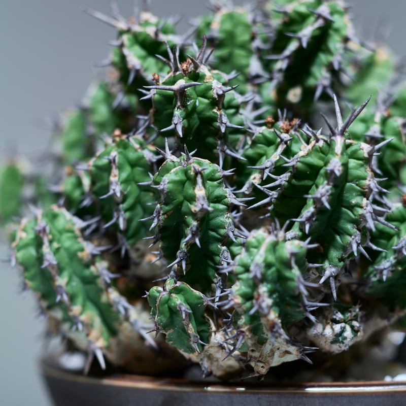 ユーフォルビア ミトリフォルミス silver gray pot | MEGASHEEP