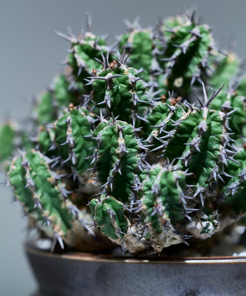 ユーフォルビア ミトリフォルミス silver gray pot | MEGASHEEP