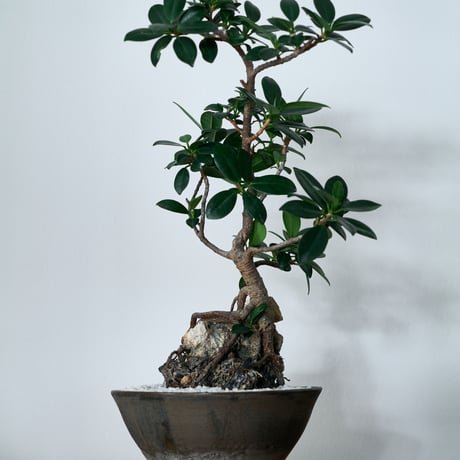 ガジュマル | STORES