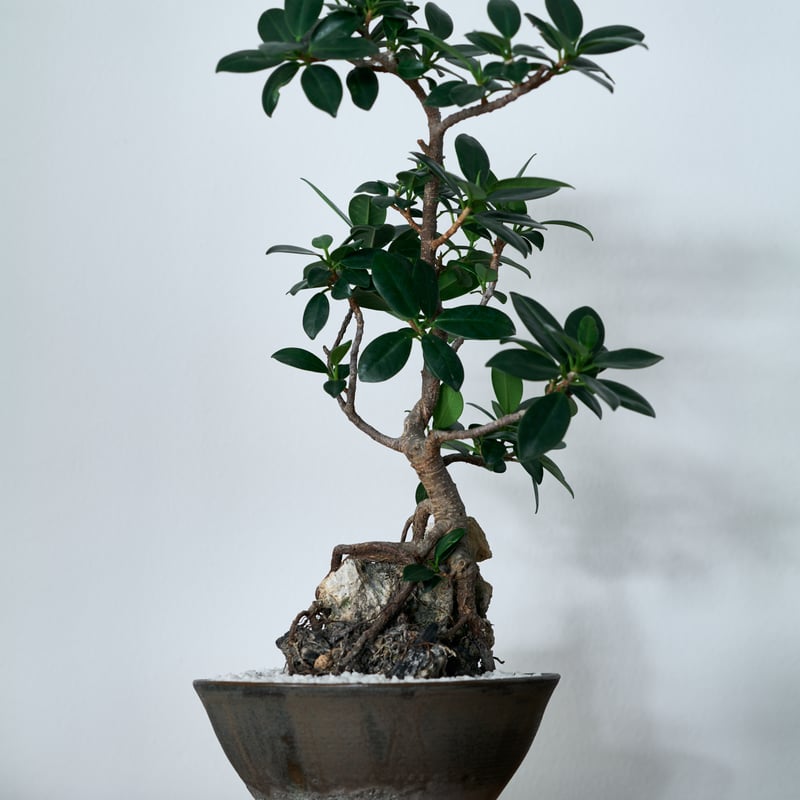 フィカス ミクロカルパ ガジュマル× saki Shinonome -東雲- L | MEGA