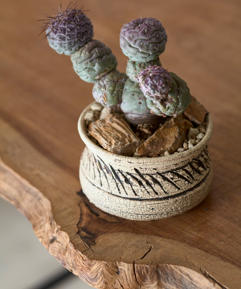 テフロカクタス ゲオメトリクス 斑入り × saki earthenware | MEGASHEEP