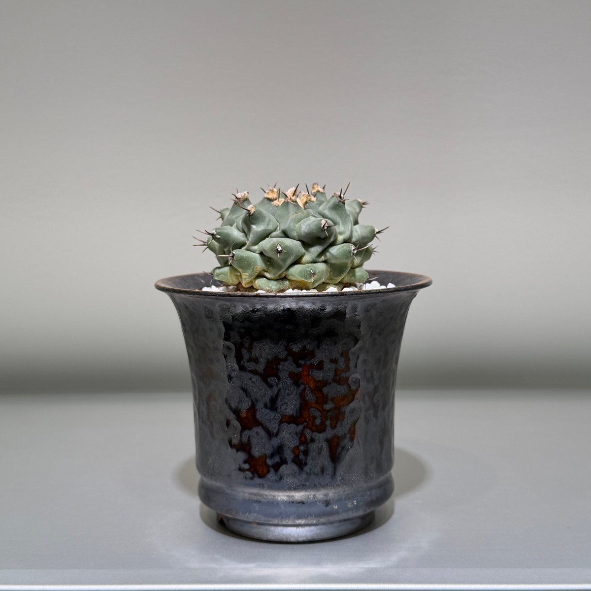 テロカクタス 眠り獅子 marble pot | MEGASHEEP