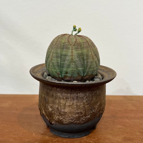 3株 販売 美形 選抜 ユーフォルビア オベサ Euphorbia obesa No.016 ユーフォルビア オベサ / Euphorbia Obesa 木質化 美形