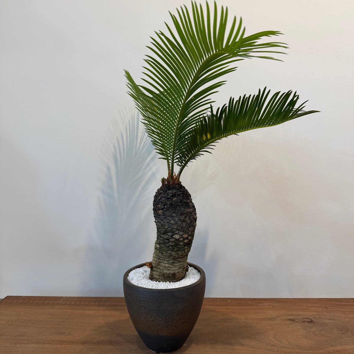 ソテツ サイカス レボルタ | MEGASHEEP