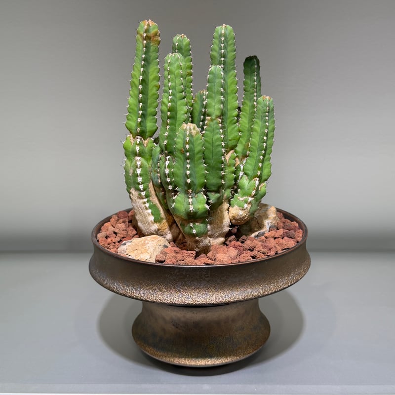 ユーフォルビア マカレンシス gold pot | MEGASHEEP