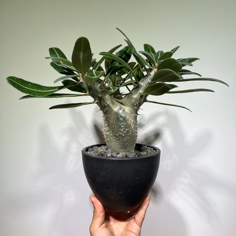 カクチペス　多頭　レアなコネクト鉢付き　パキポディウム パキポディウム カクチペス 多肉植物 梺 通販 12195957｜Creema