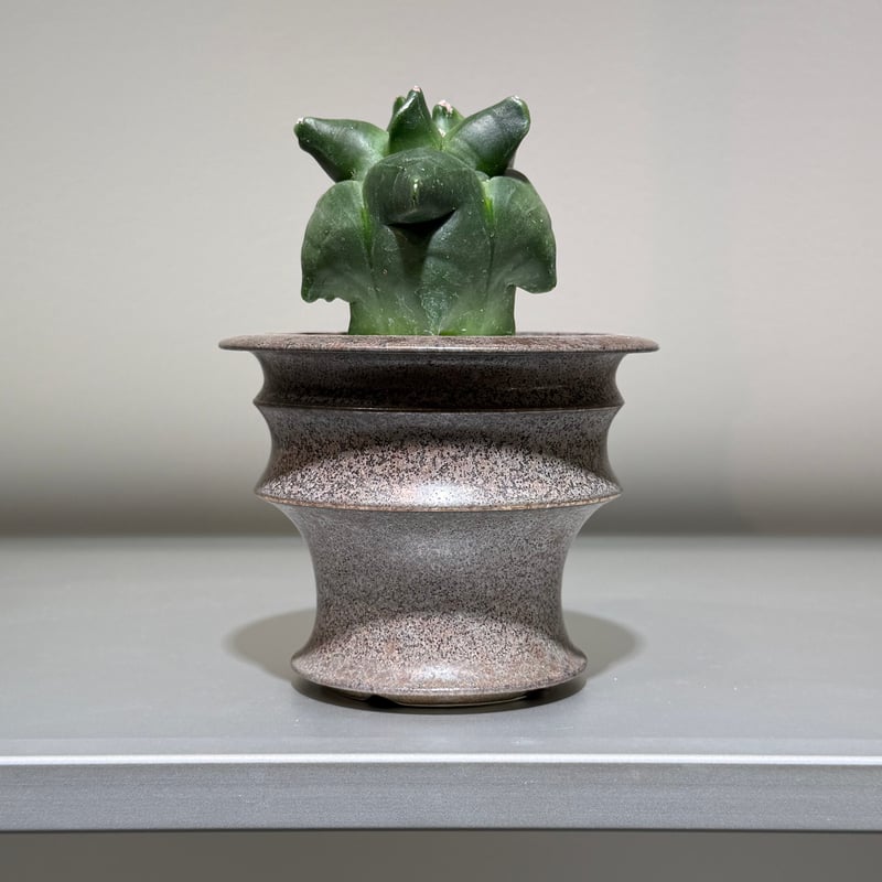 アストロフィツム 碧瑠璃鸞鳳玉 gray pot | MEGASHEEP