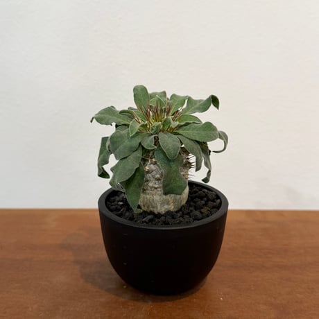 ナマクアナム　光堂 Pachypodium namaquanum【パキポディウム・ナマクアナム・光堂