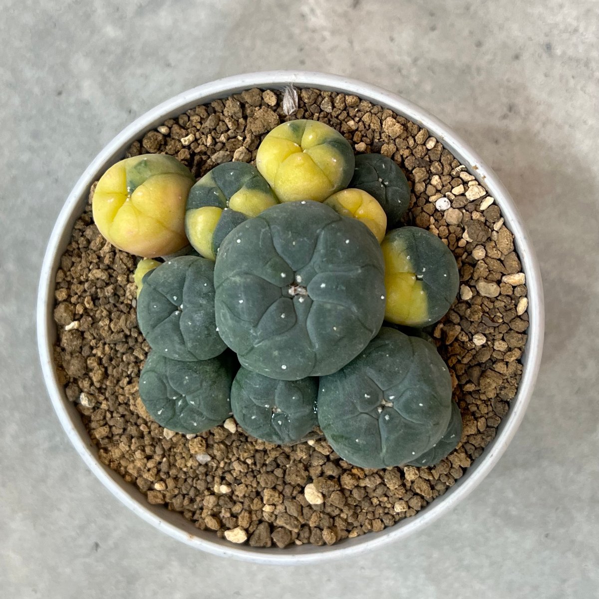 【古株】激渋二頭銀冠玉 Lophophora fricii 烏羽玉 ロフォフォラ ロフォフォラ 銀冠玉 Lophophora fricii 1株 長与町