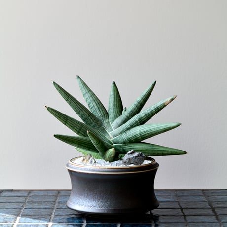 サンスベリア | STORES