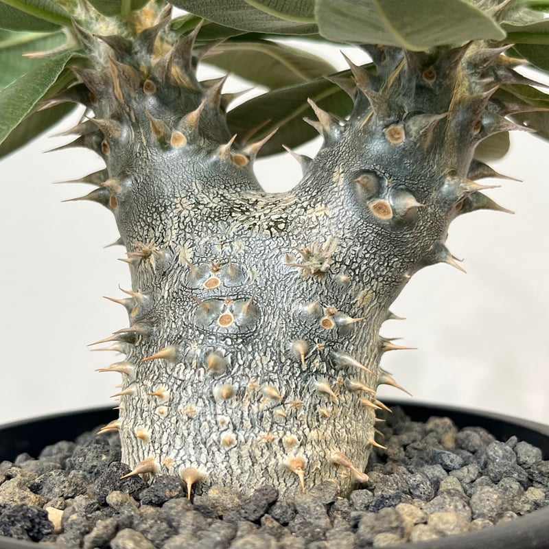 パキポディウムホロンベンセ | MEGASHEEP