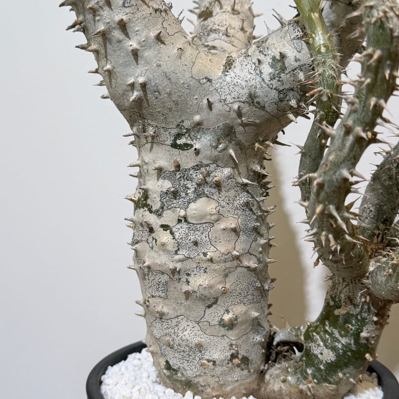 パキポディウム ホロンベンセ | MEGASHEEP