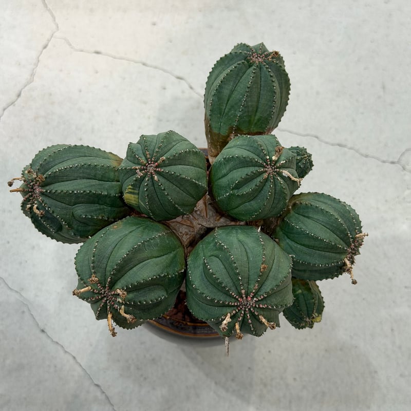 ユーフォルビア オベサ 梵天 斑入 モンスト | MEGASHEEP