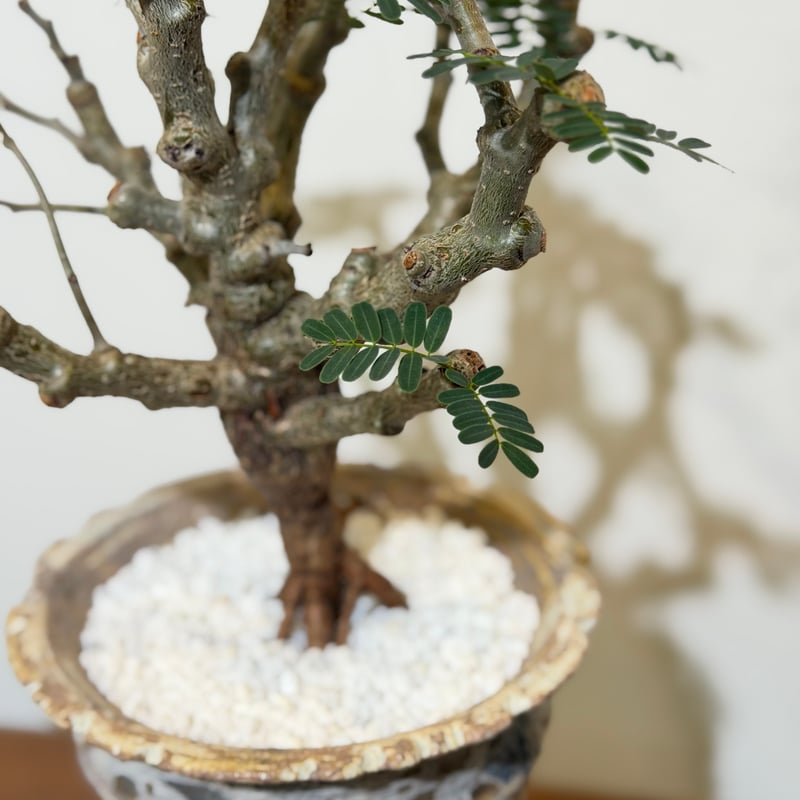 センナ メリディオナリス white pot | MEGASHEEP