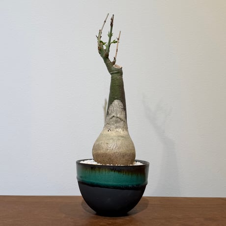 アデニアグラウカ | STORES