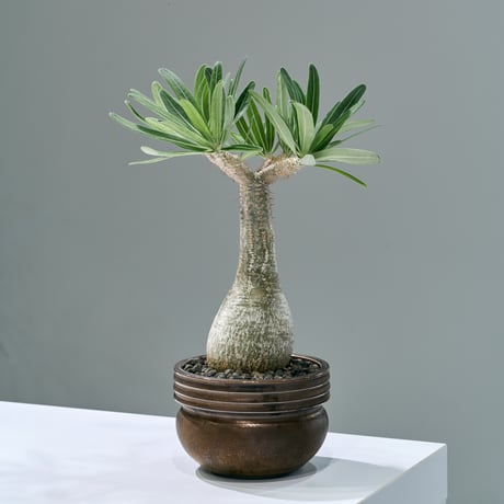 パキポディウムグラキリス | STORES