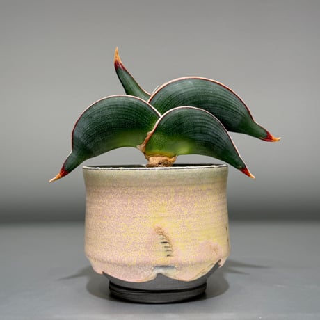 サンスベリア | STORES